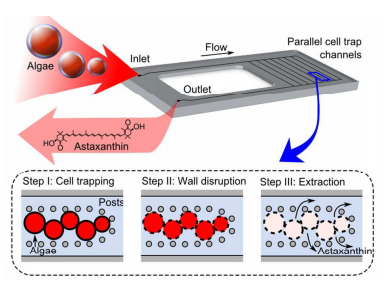 128. Hydrothermal disruption of algae cells for astaxanthin extraction