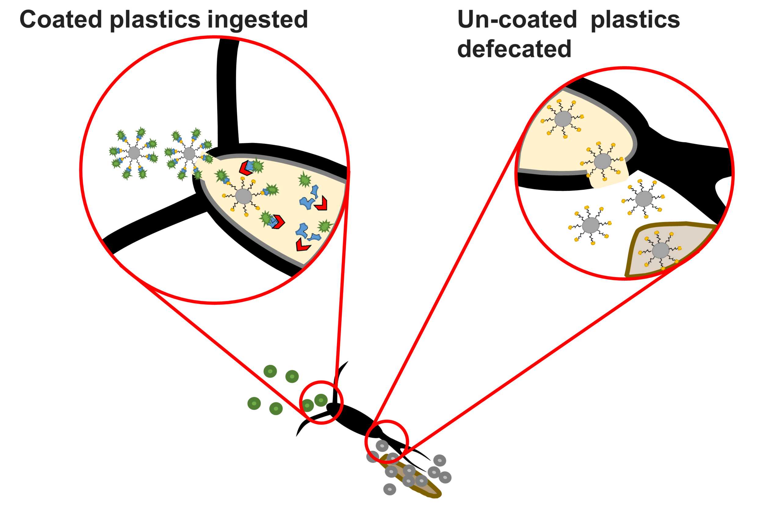 152. Digestible Fluorescent Coatings for Cumulative Quantification of Microplastic Ingestion