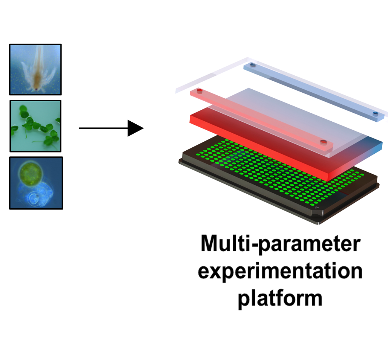 156. A Platform for High-Throughput Assessments of Environmental Multistressors