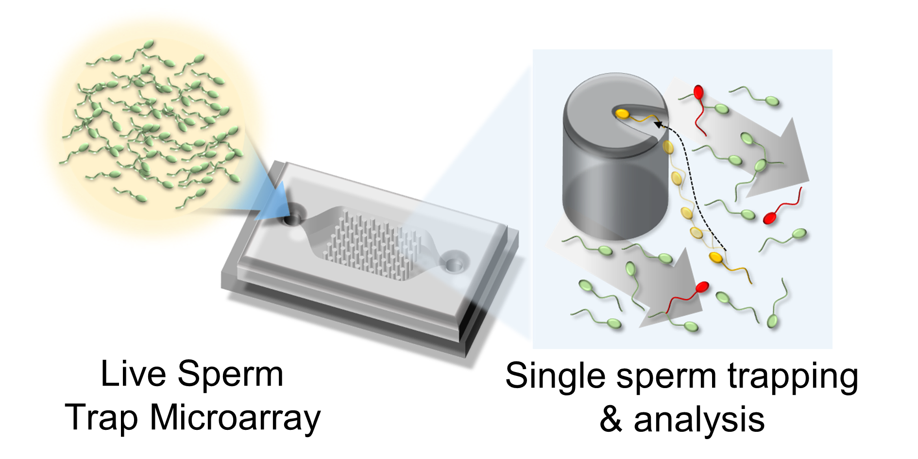 Live sperm trap microarray for high throughput imaging and analysis