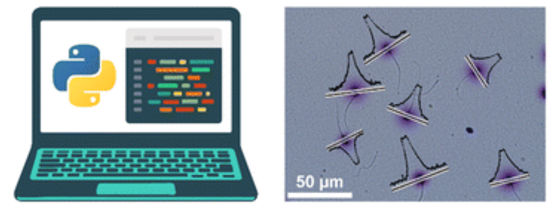 275. High-throughput sperm DNA analysis at the single-cell and population levels