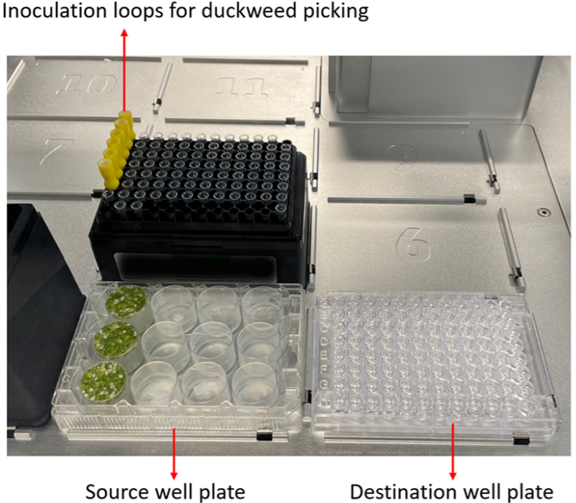 281. Accelerated high-throughput imaging and phenotyping system for small organisms
