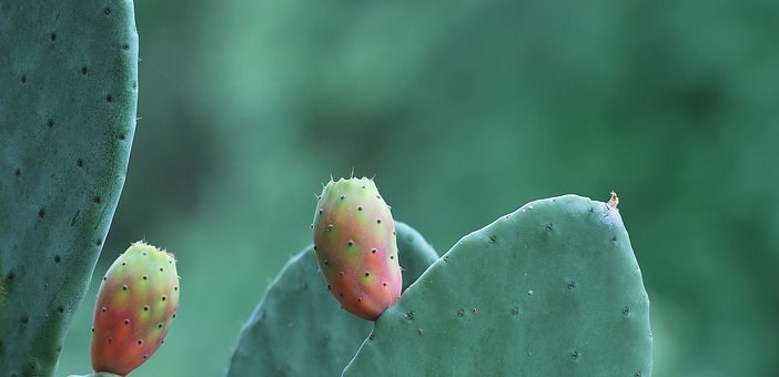 Prickly Pear