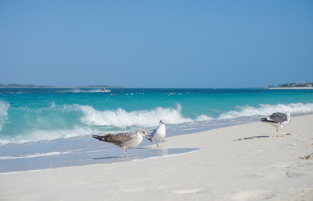 Cabbage Beach, Paradise Island