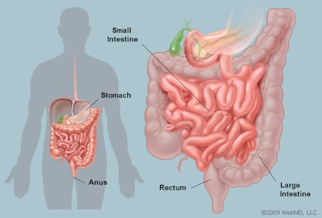 intestines.jpg