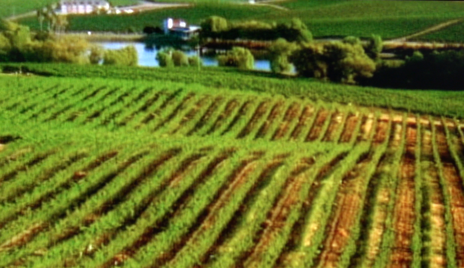 vineyard.png