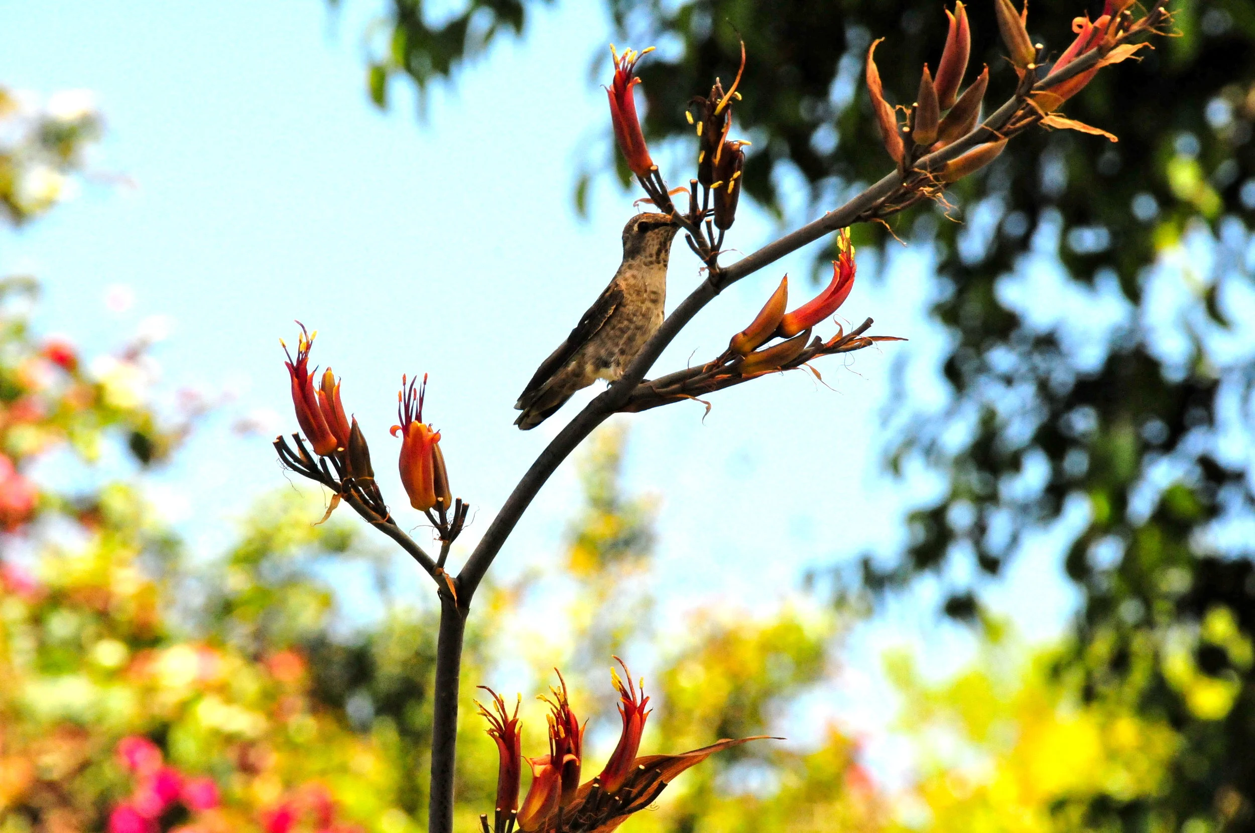 bird.JPG