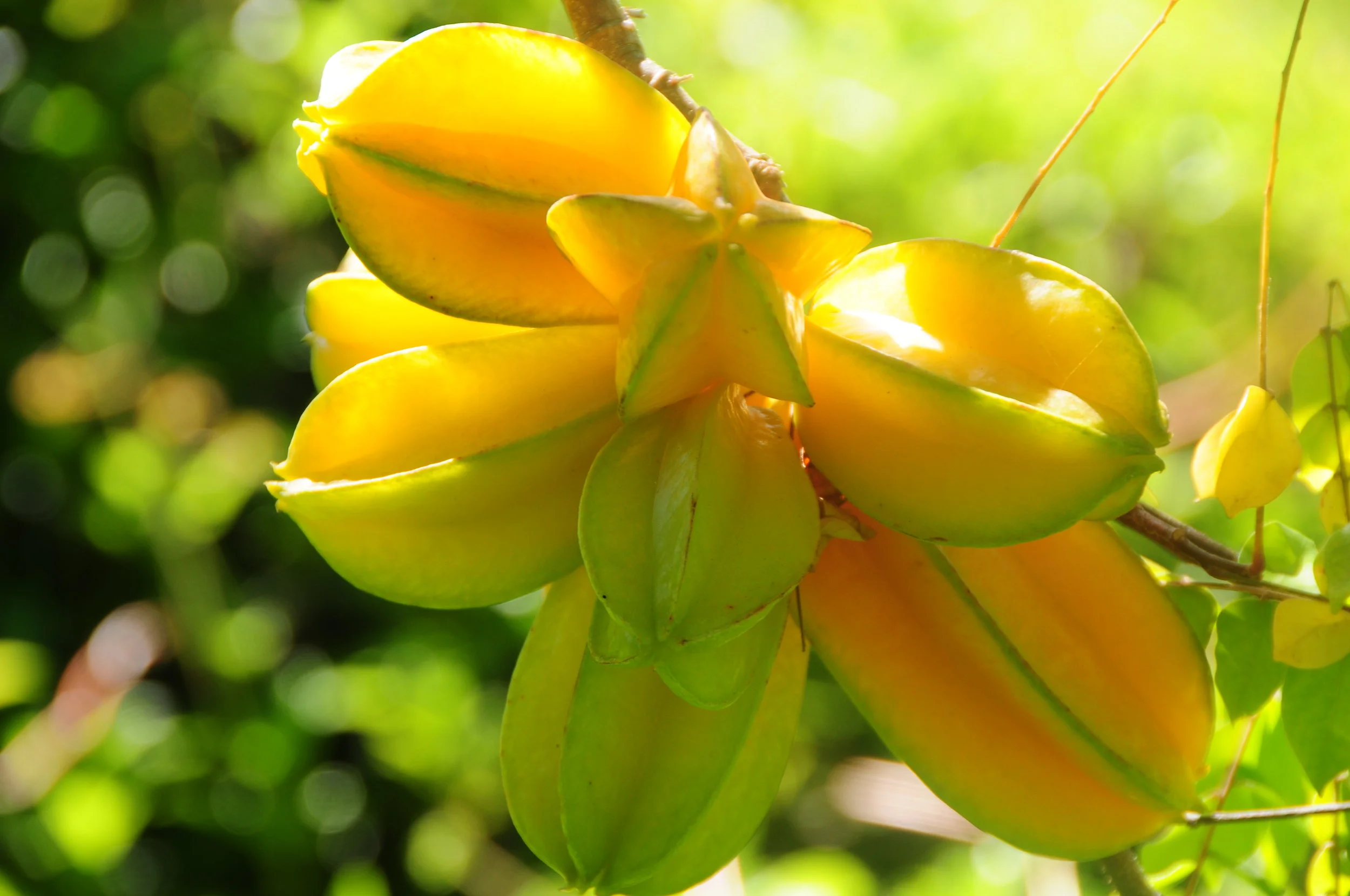 starfruit1.JPG