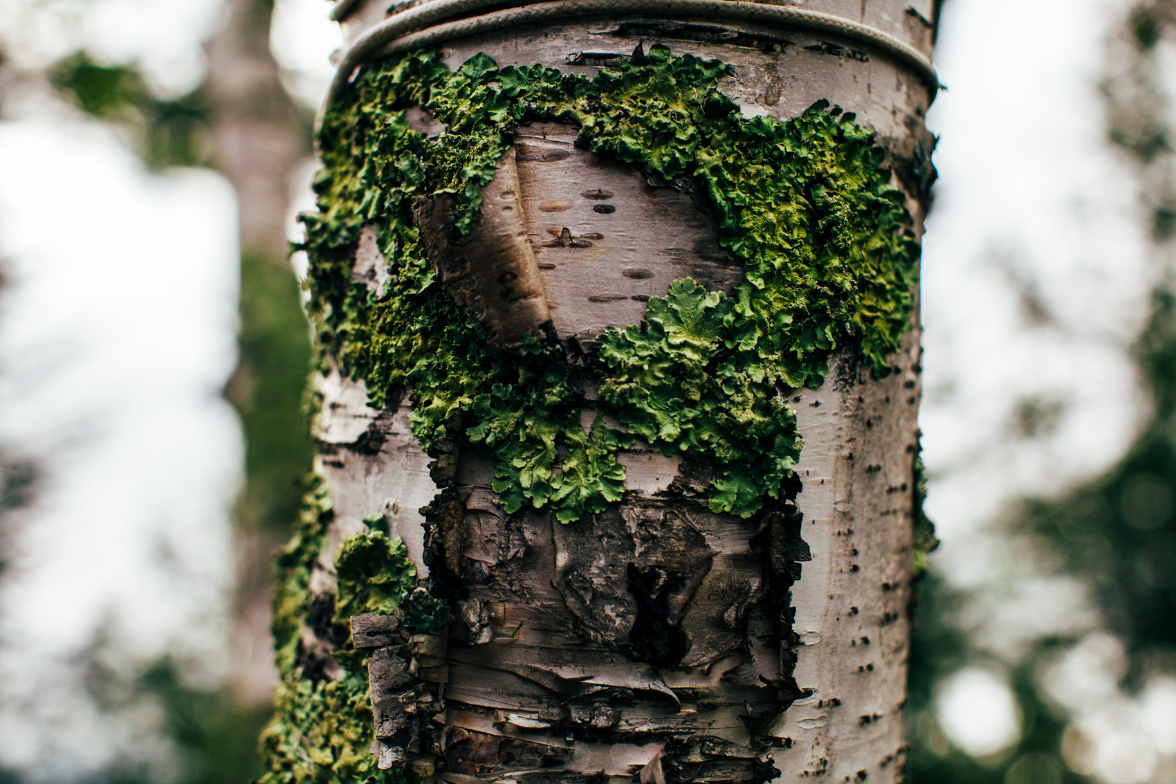 Paper Birch is a moderately heavy, white wood. It makes excellent high-yielding firewood if seasoned properly. The wood is used in furniture, flooring and popsicle sticks. 