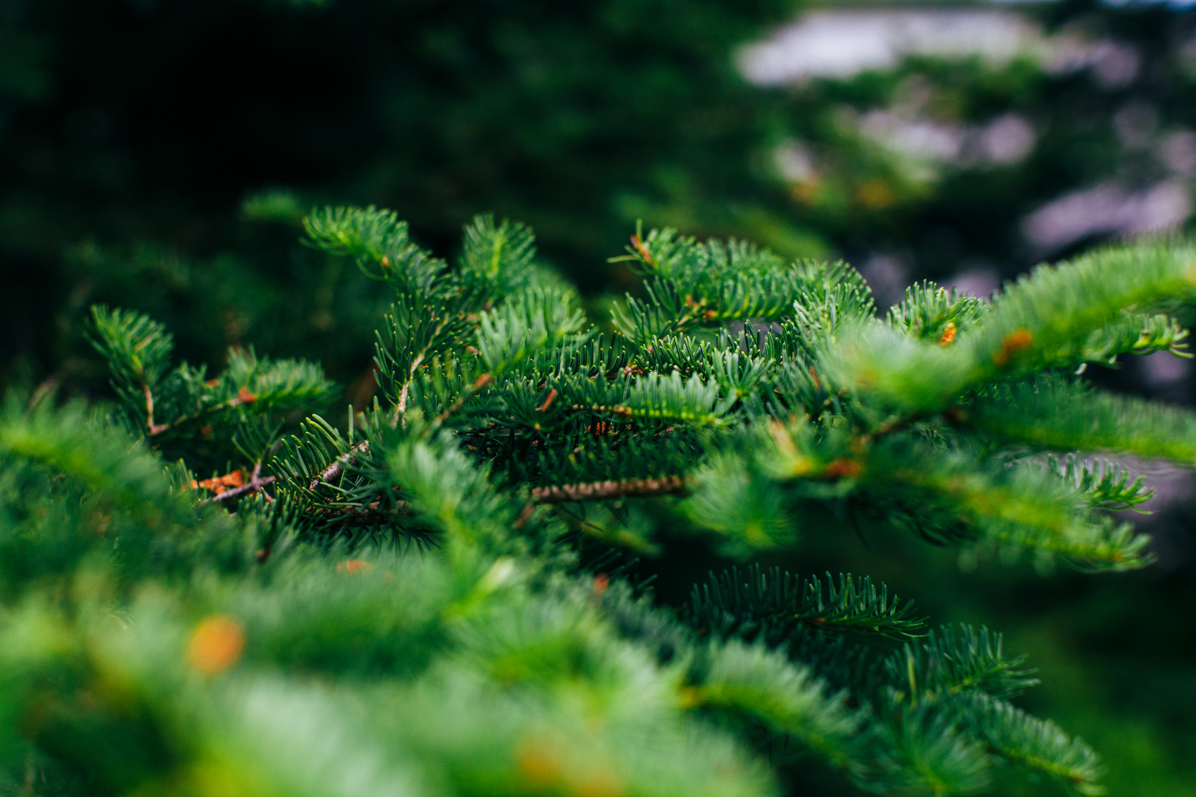 Small ones are used for Christmas Trees.