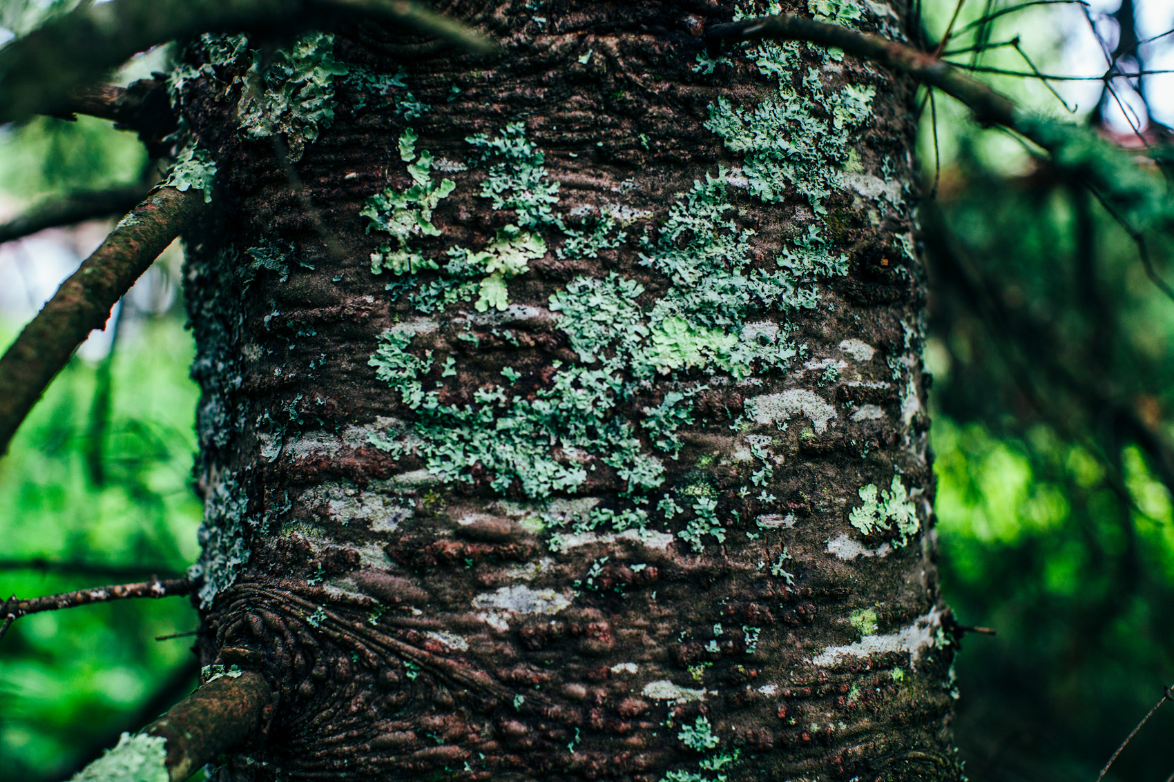 The wood is milled for framing lumber, siding and pulped for paper manufacture. Balsam fir oil is an EPA approved nontoxic rodent repellent. The balsam fir is also used as an air freshener and as incense.