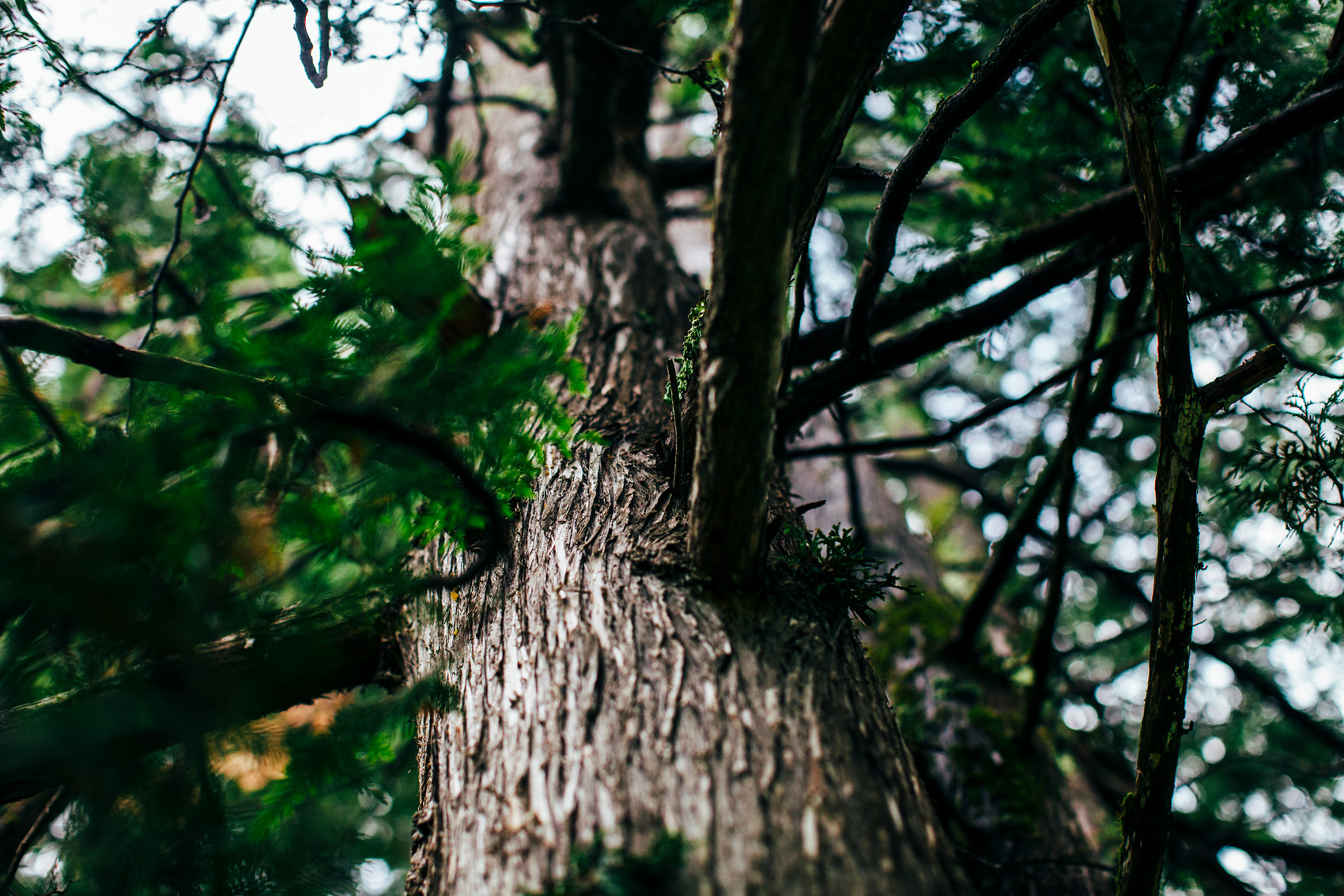 Part of the Cypress family.
