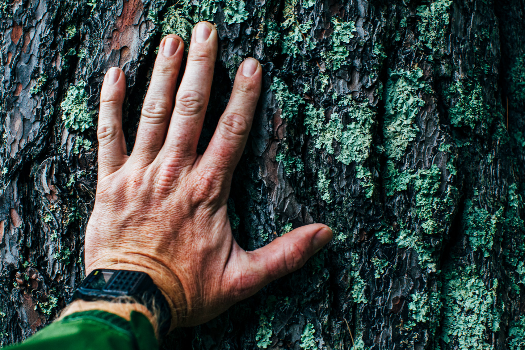 The red pine is the state tree of Minnesota.