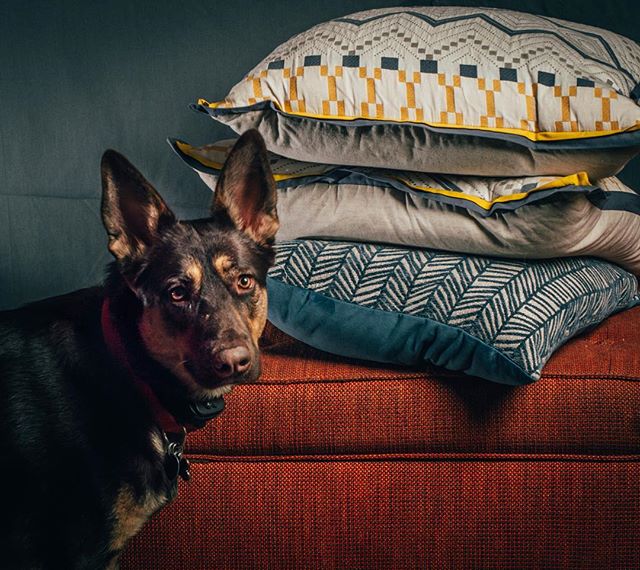 &quot;I heard you were using these pillows to test your lighting setup. I thought I'd help you out.&quot; #rudythedog #dogsofinsta #strobist #petportrait #nikkor50mm14 #nikkor50mm #studio #woof