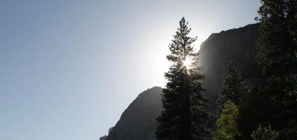 Yosemite sun n tree.jpg