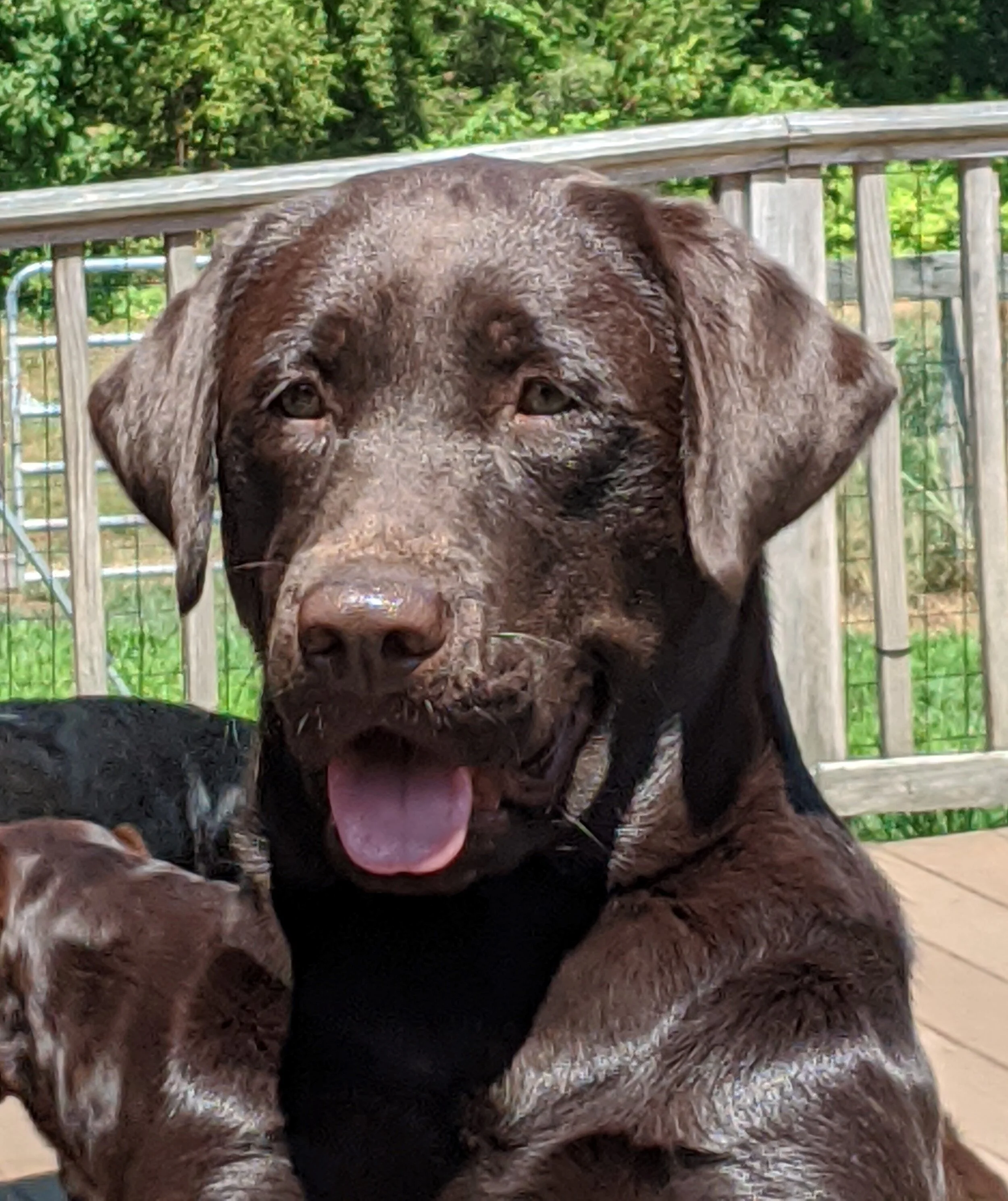 ocean spray labradors
