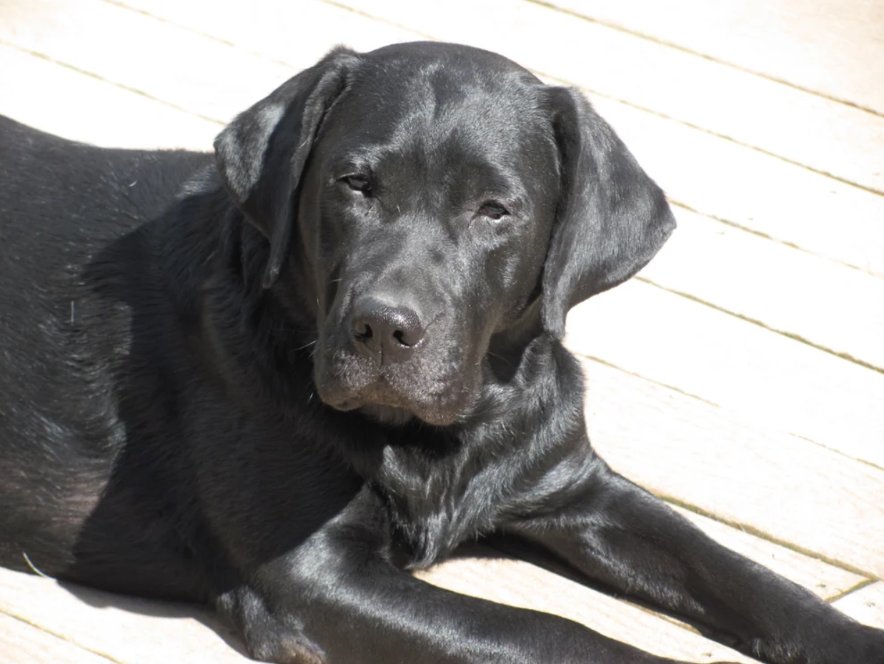 BBF's Lily of the Valley