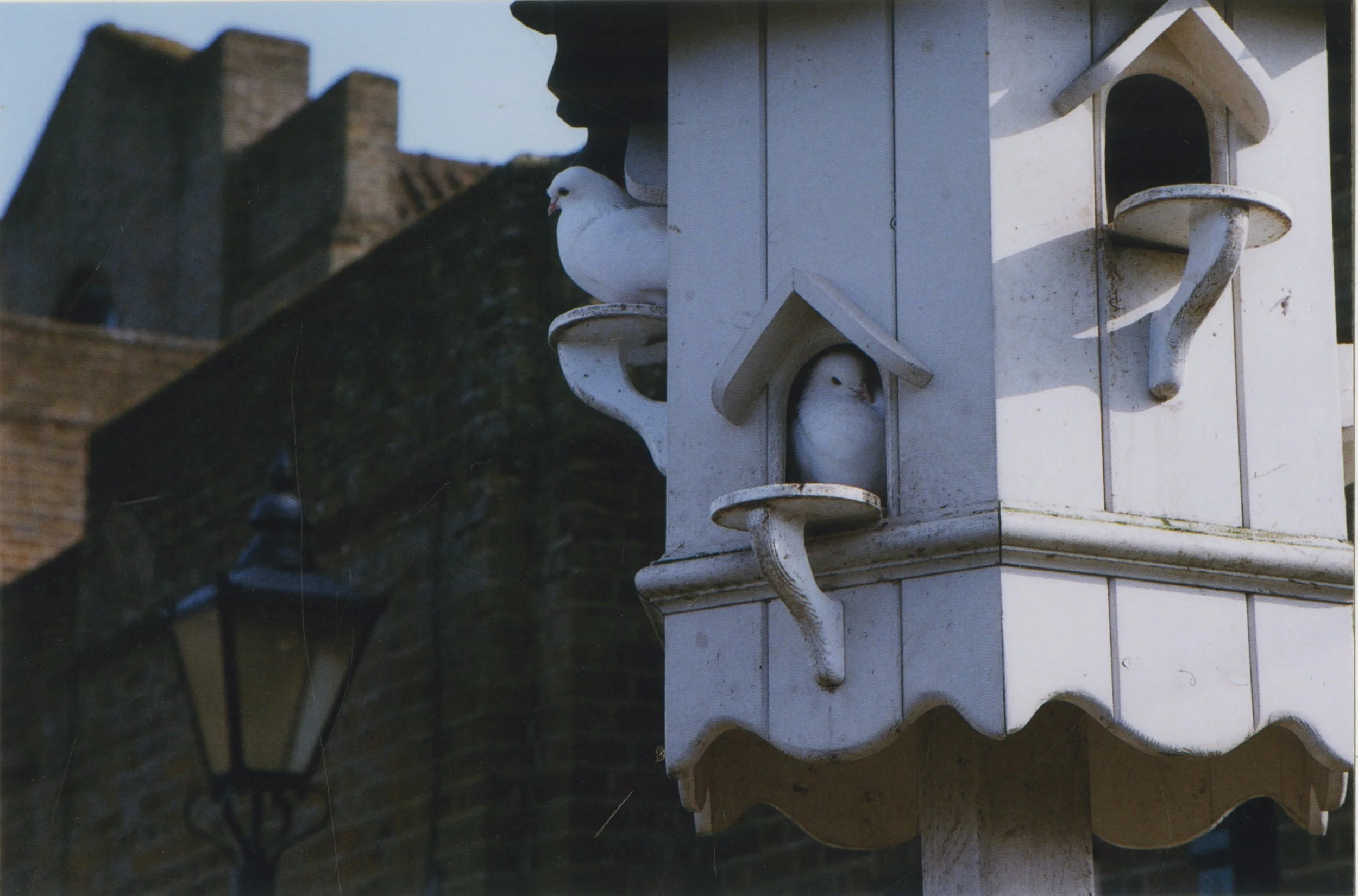 doves.jpeg