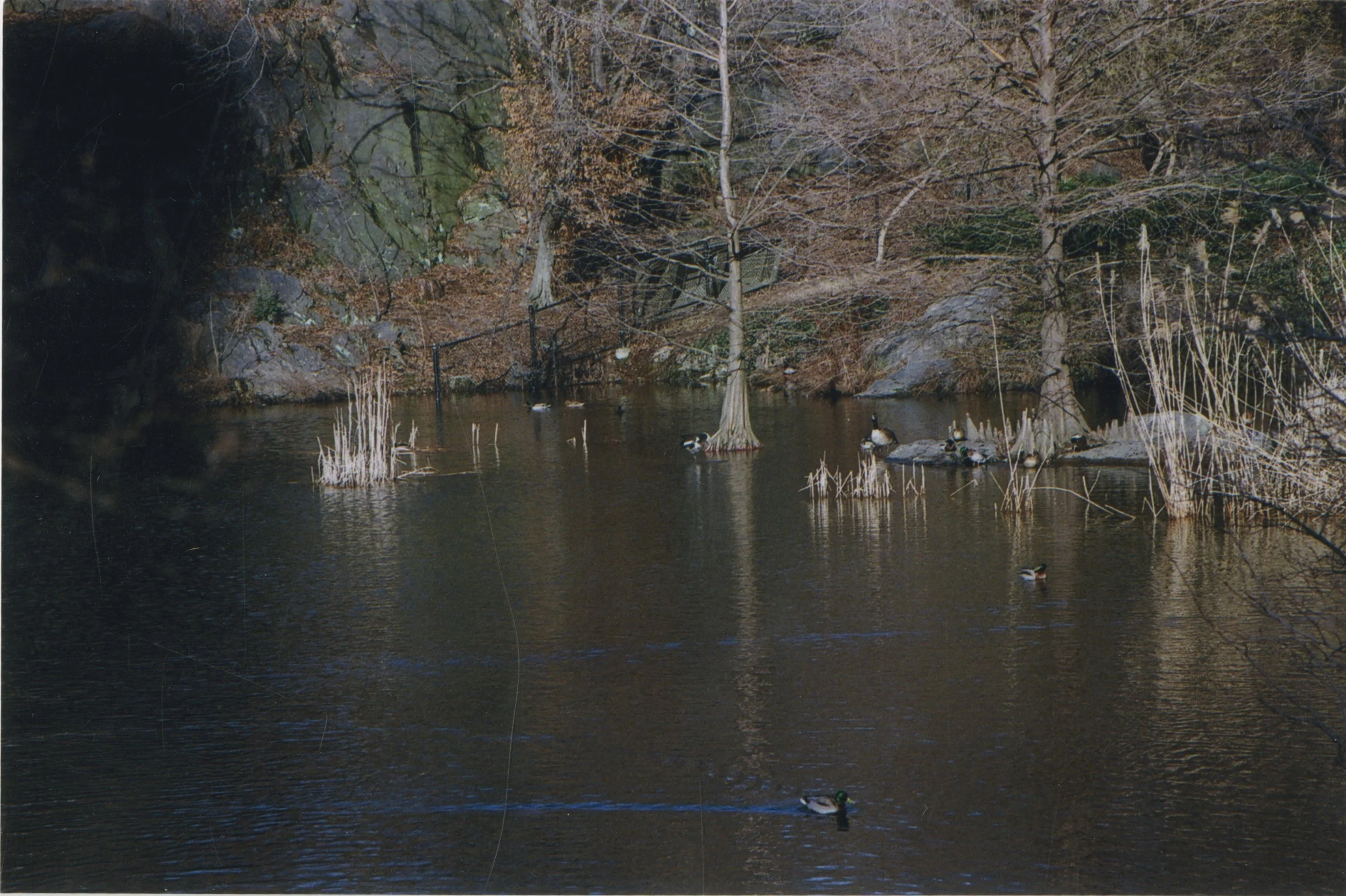 ducks4.jpeg