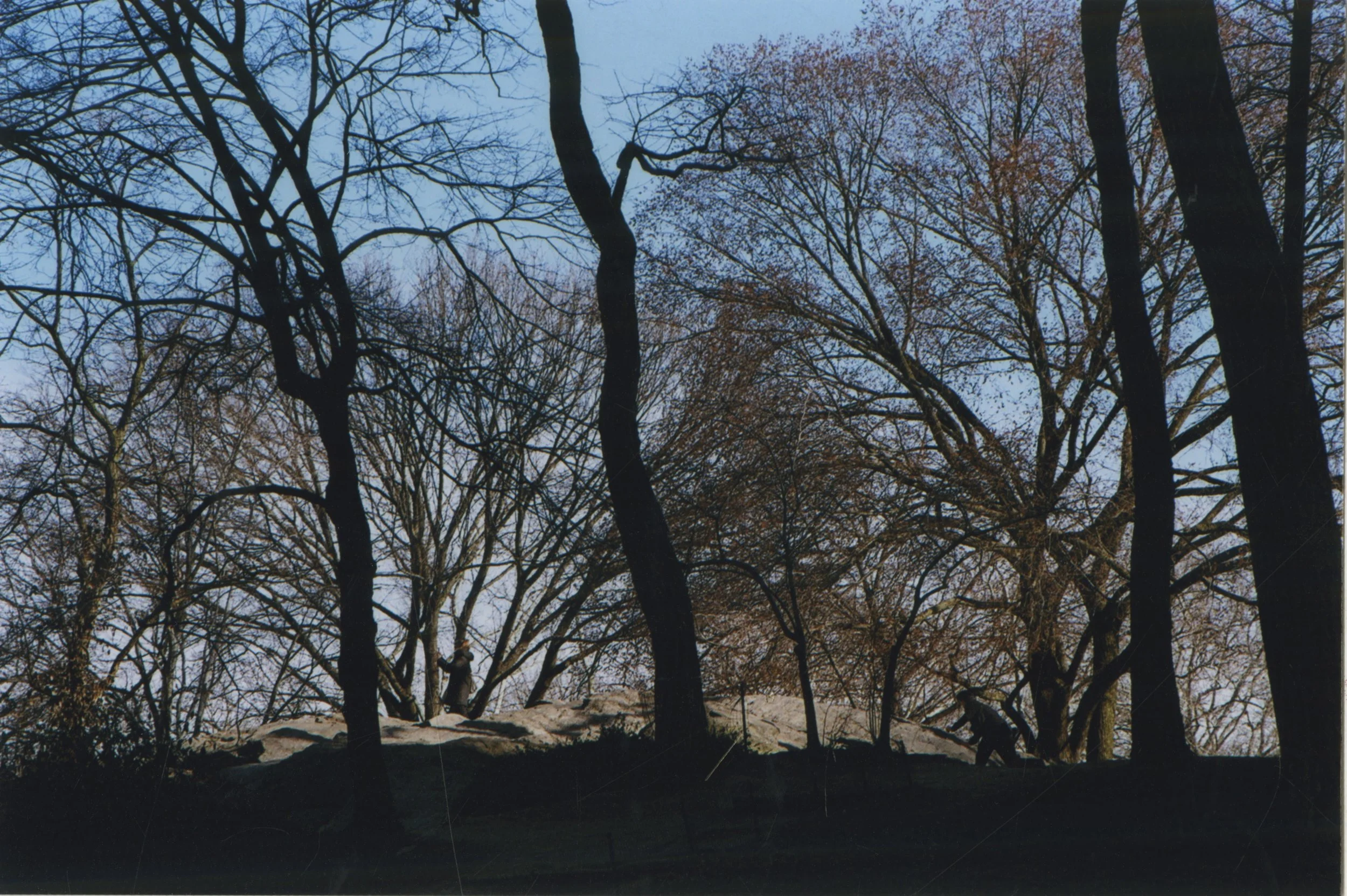 trees.jpeg