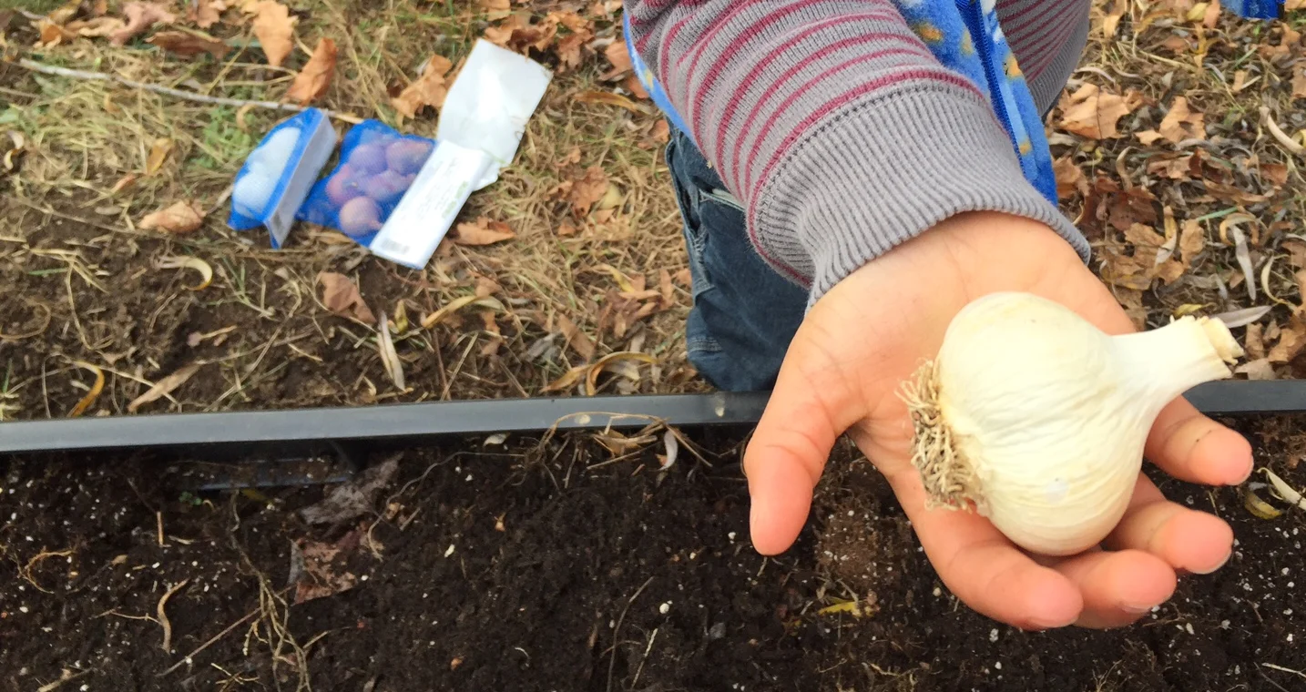 Garlic in hand.jpg