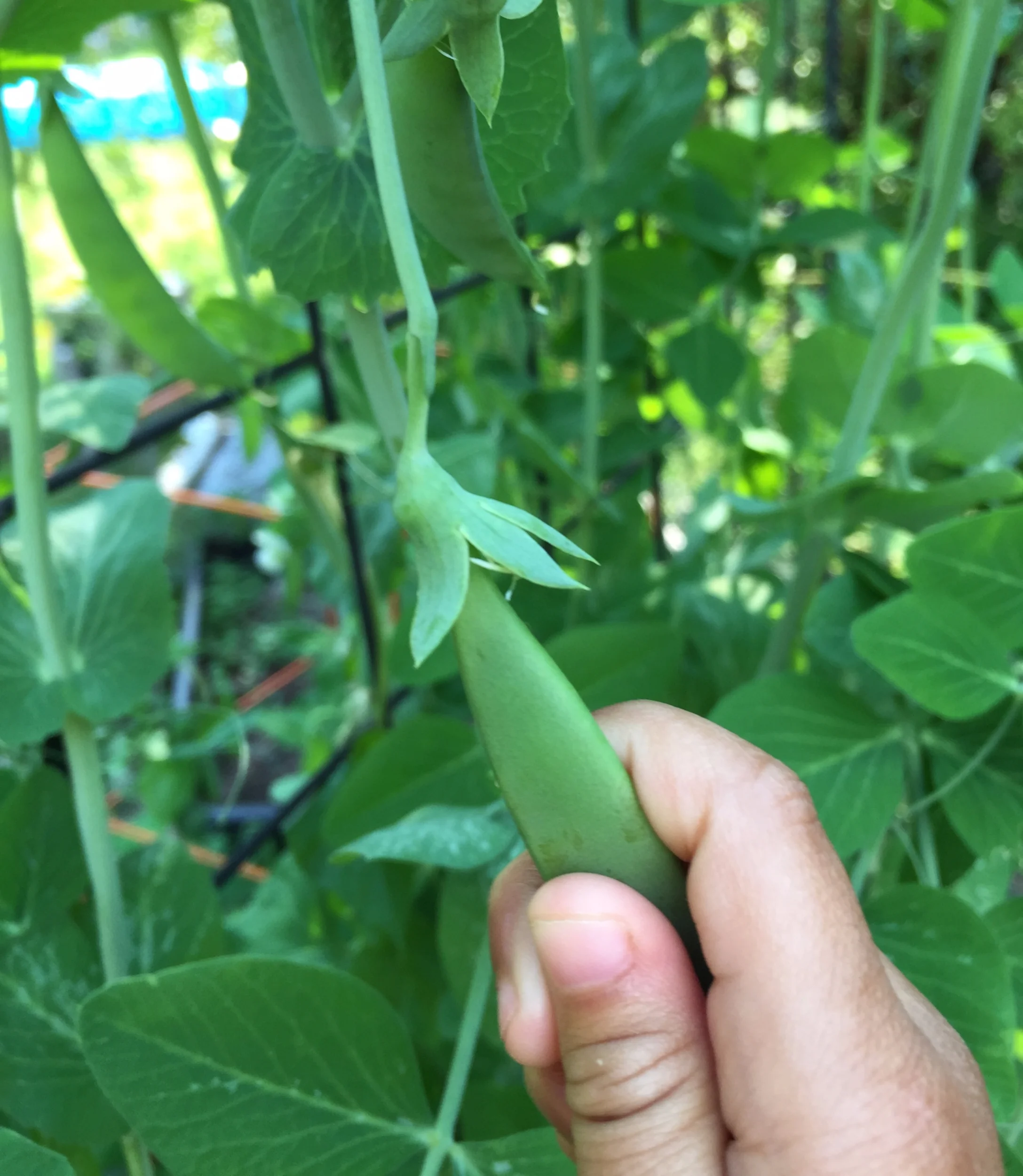 hand picking snal pea.JPG