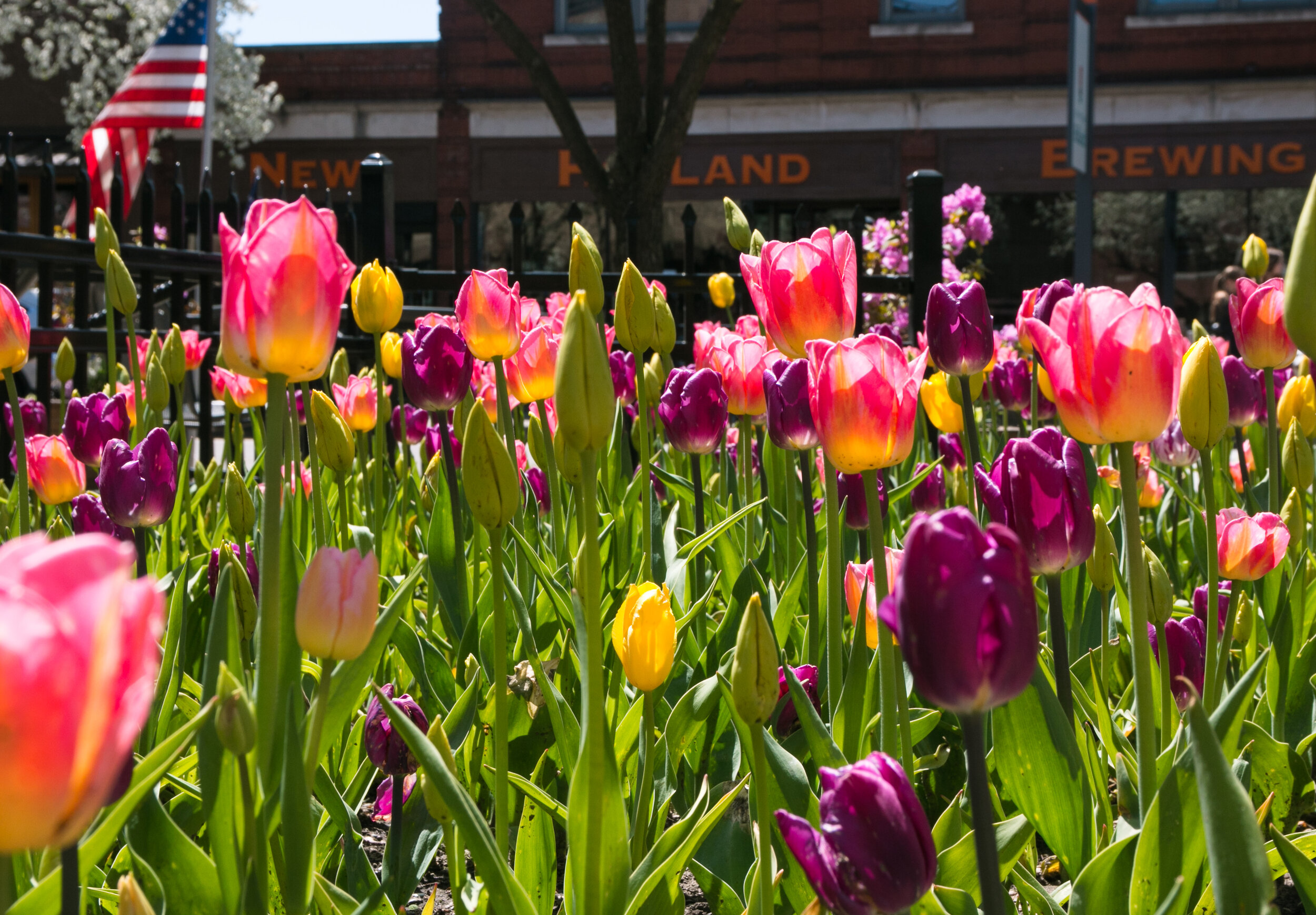 tulip time-17.jpg