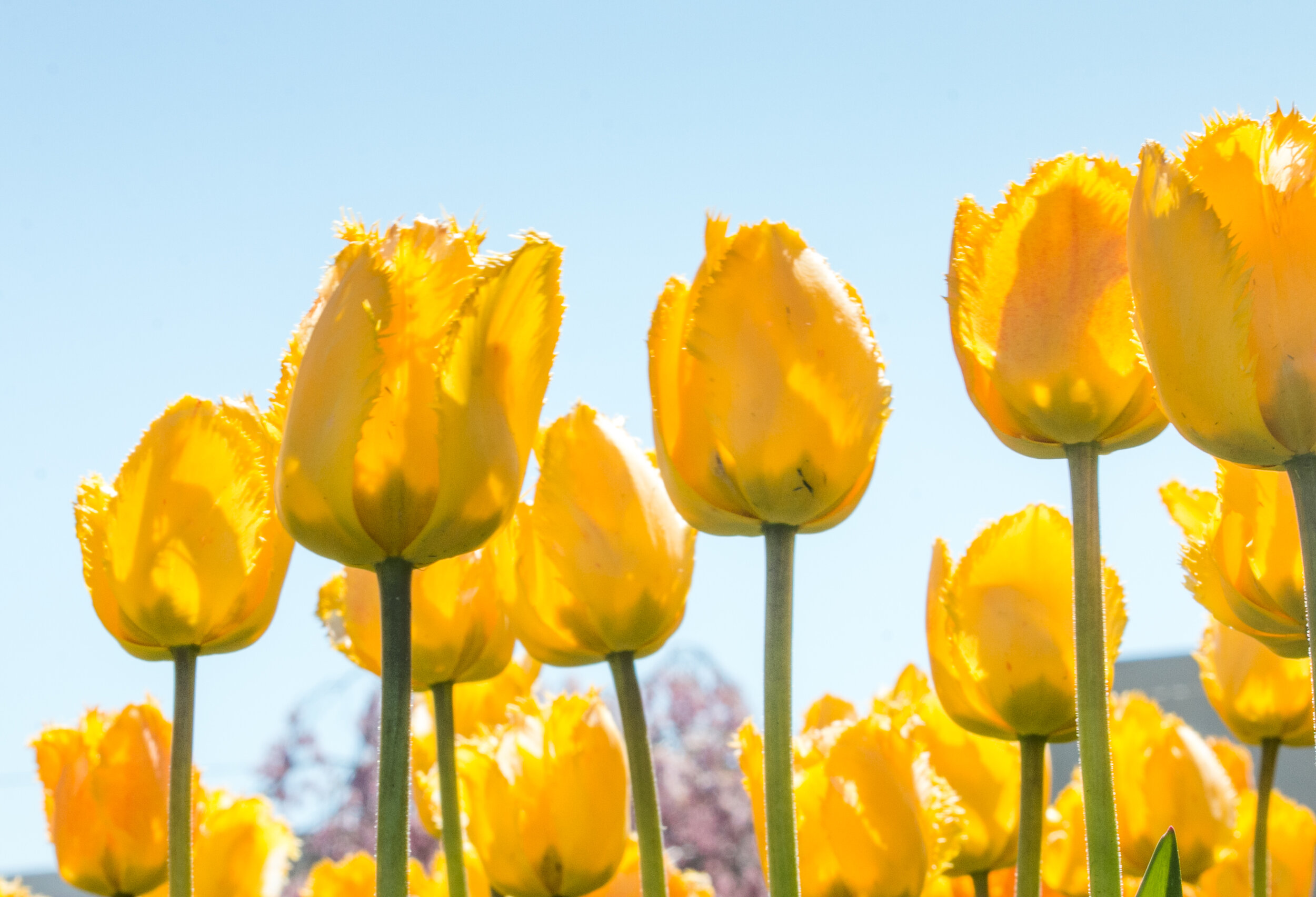 tulip time-107.jpg