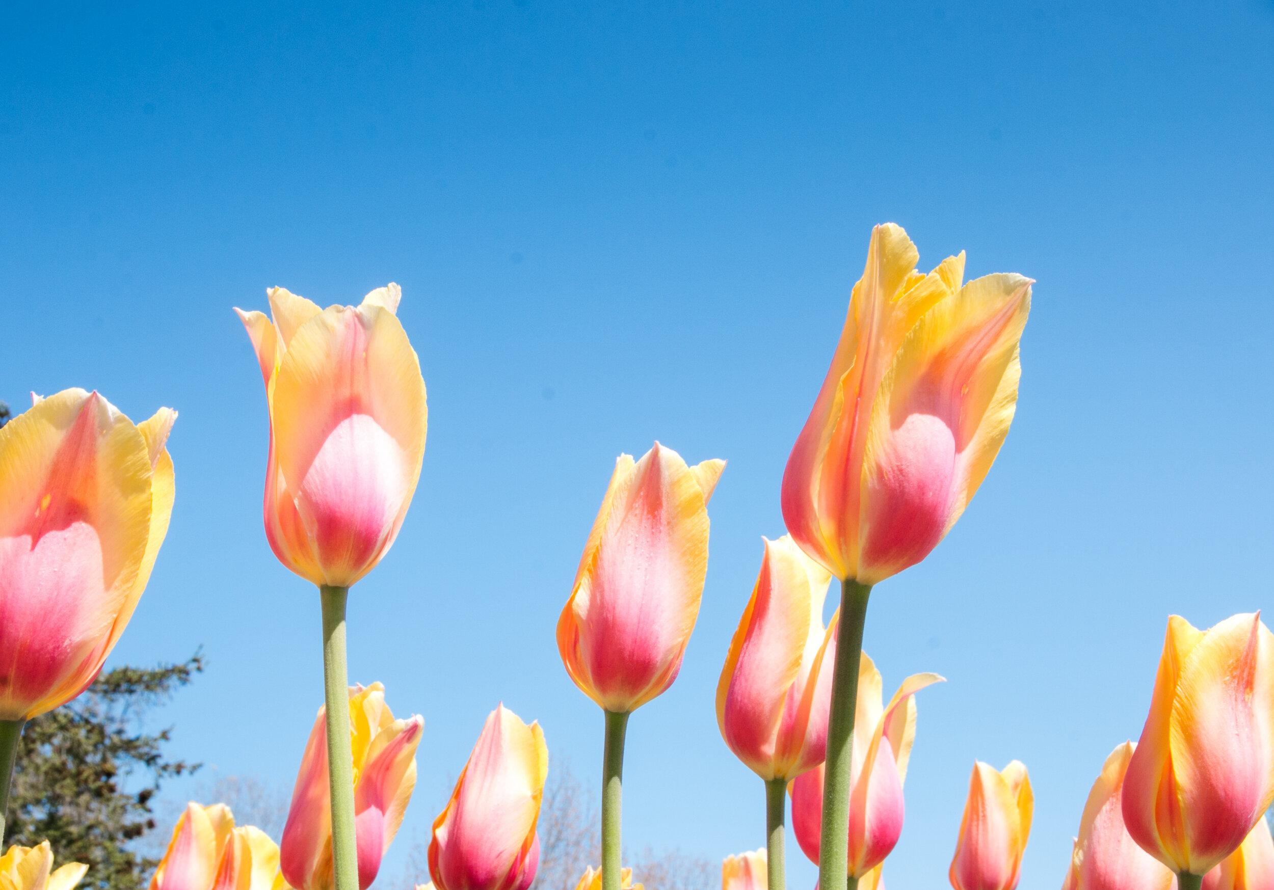 tulip time-121.jpg