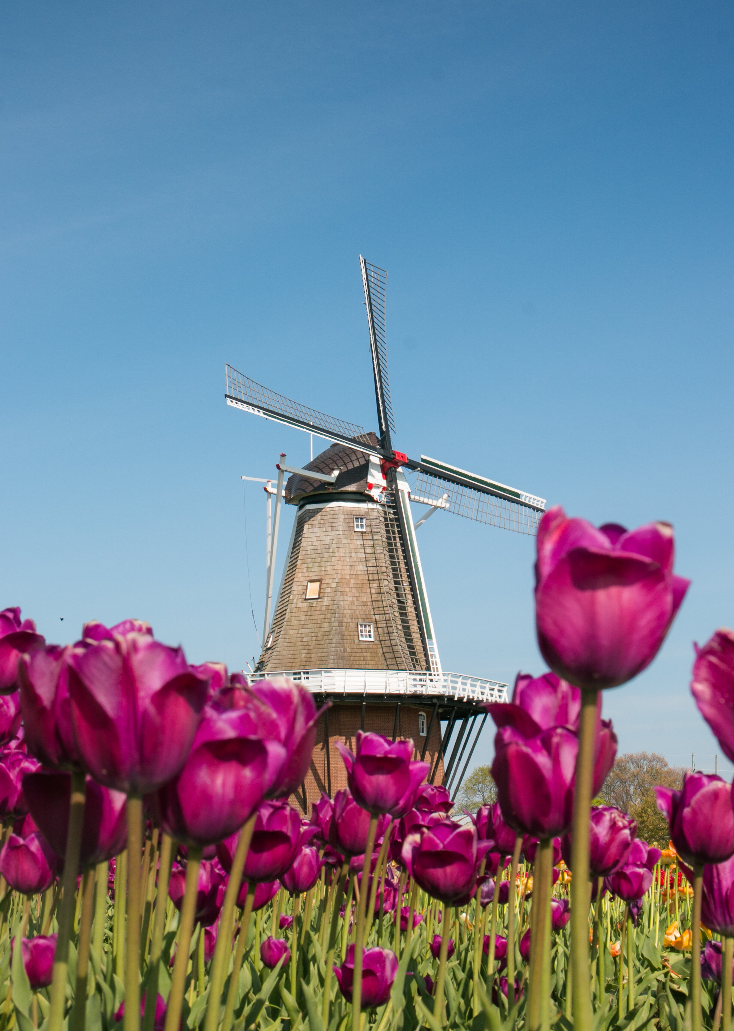 tulip time-138.jpg