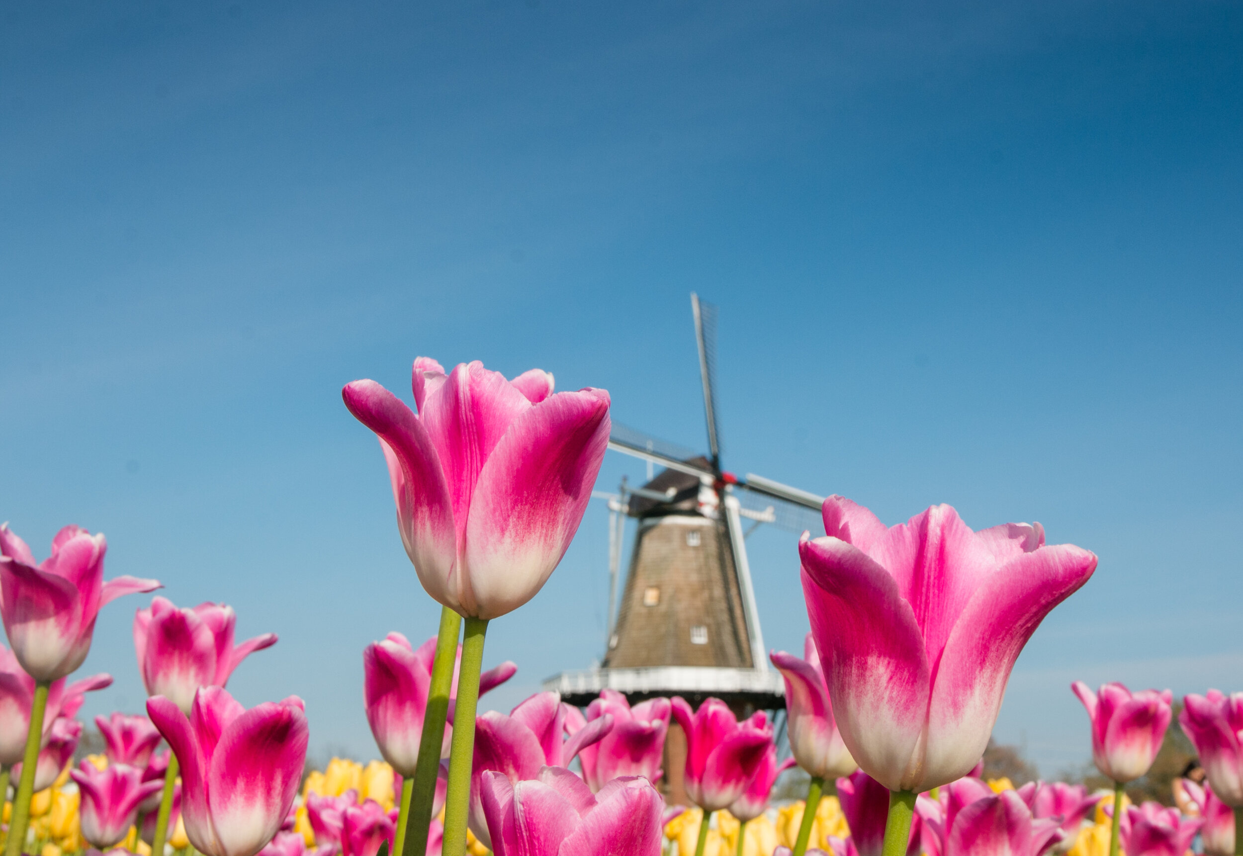 tulip time-147.jpg