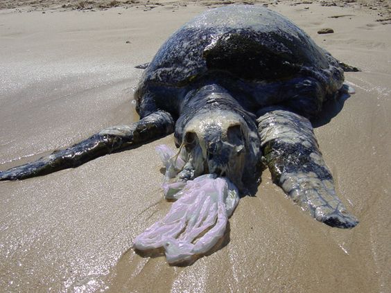 ‘Thanks for using plastic shopping bags’ said no dead turtle ever.