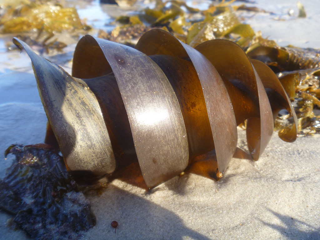 Port Jackson Shark’s egg casing