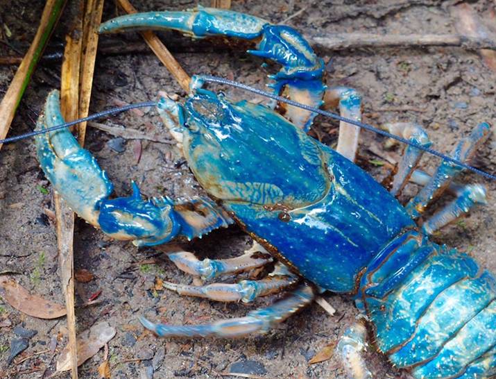 tedfrankland2bobbrownoffreshwatercrayfish.jpg