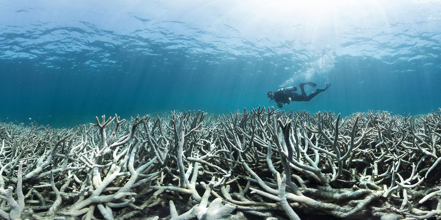 Image Source:   https://www.marineconservation.org.au/coral-bleaching/