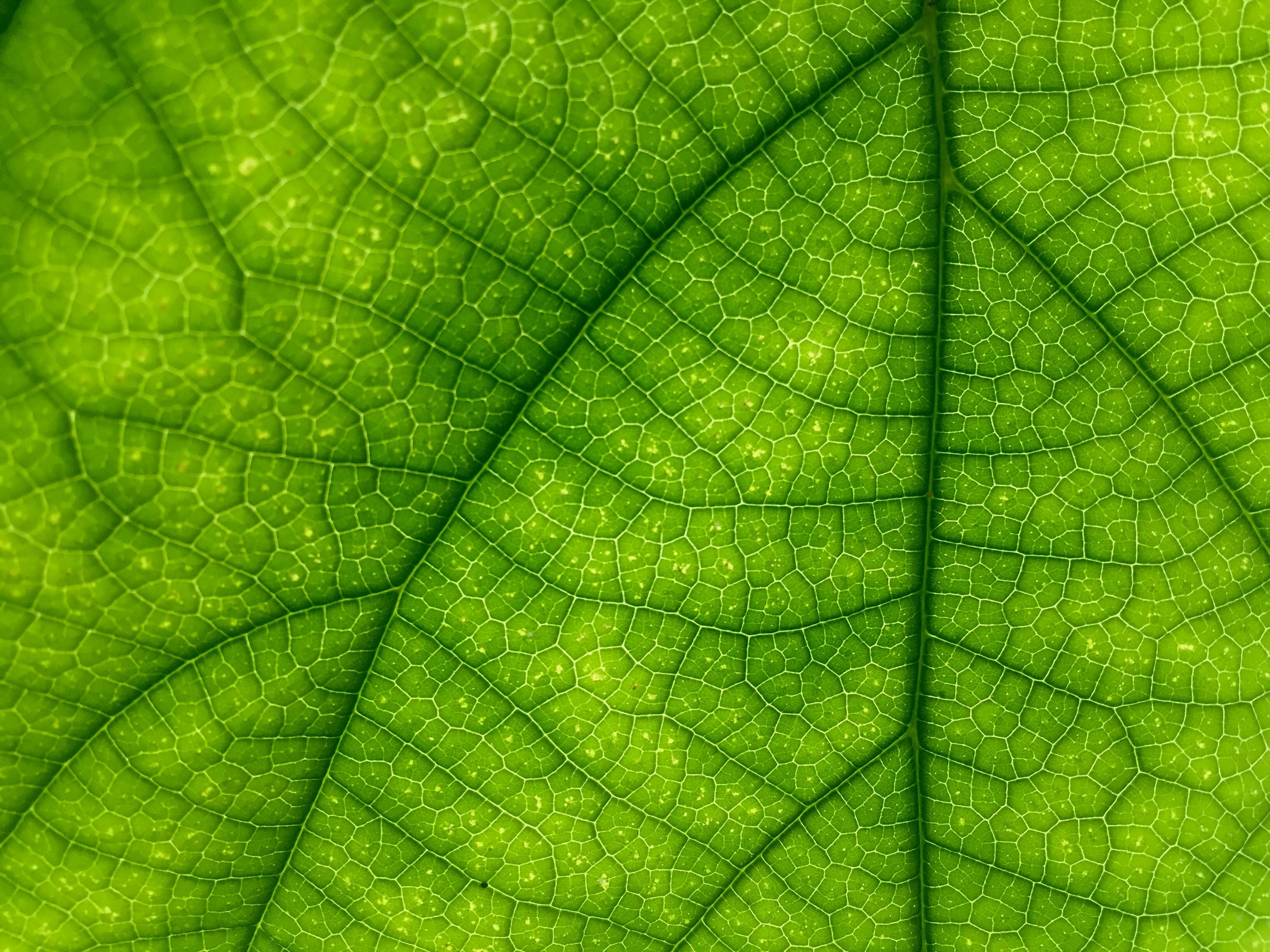 green.jpeg