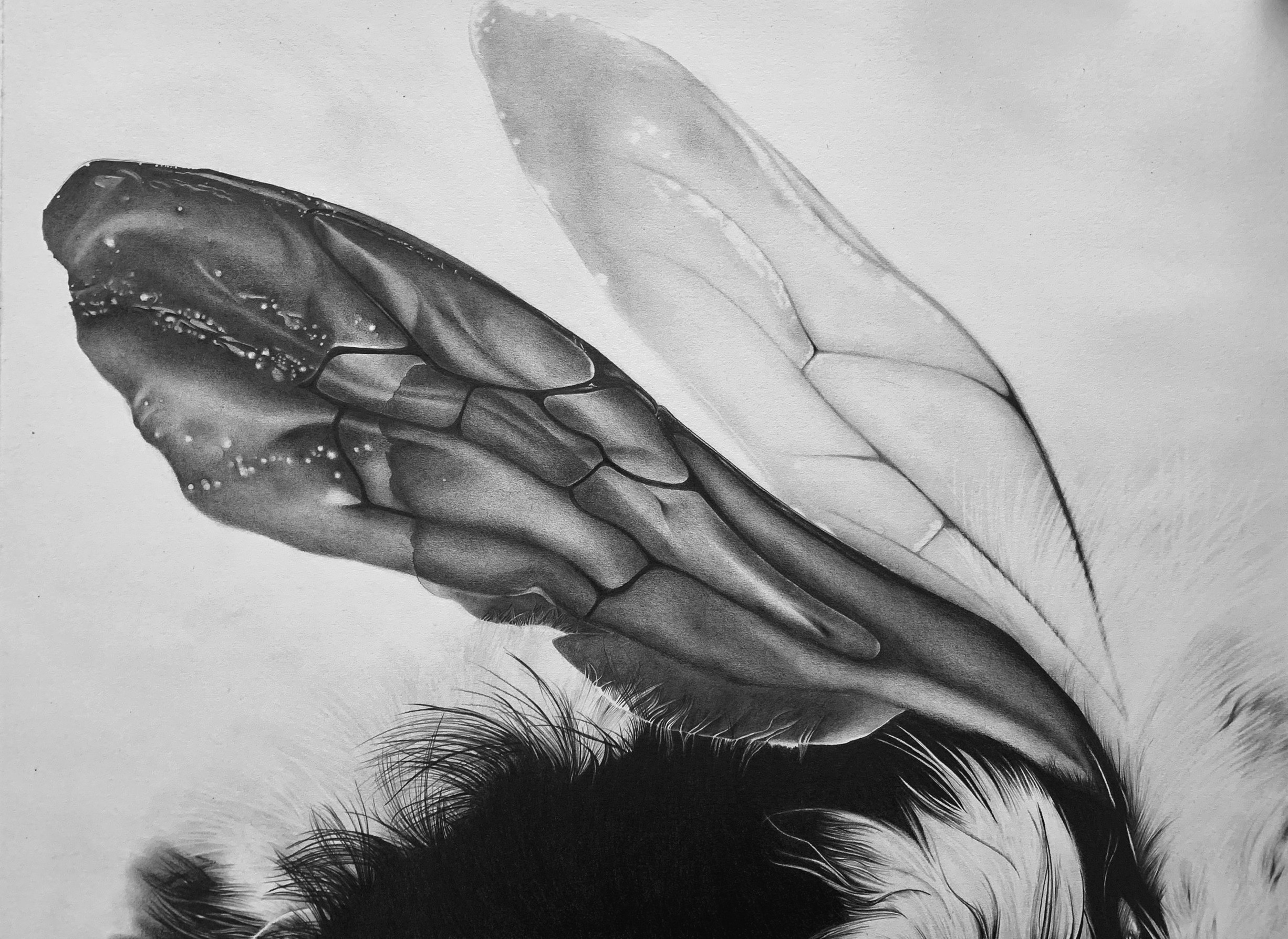Bee, 2019 Graphite on archival paper