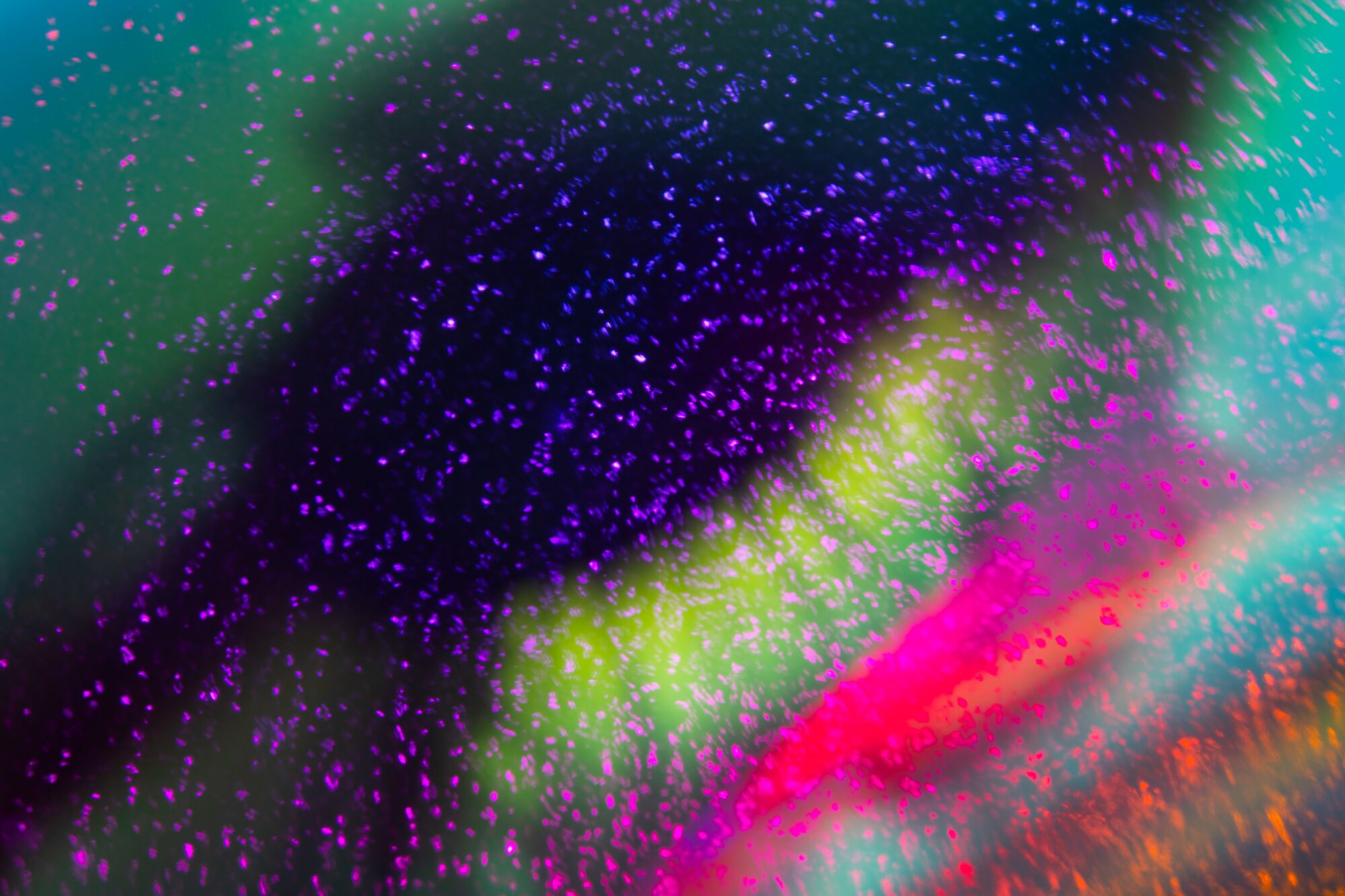 Spectrums of the Galapagos by Kate Ballis3.jpeg