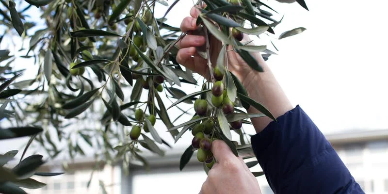 Olives to Oil Harvesting Party Meanwhile in Melbourne.jpeg