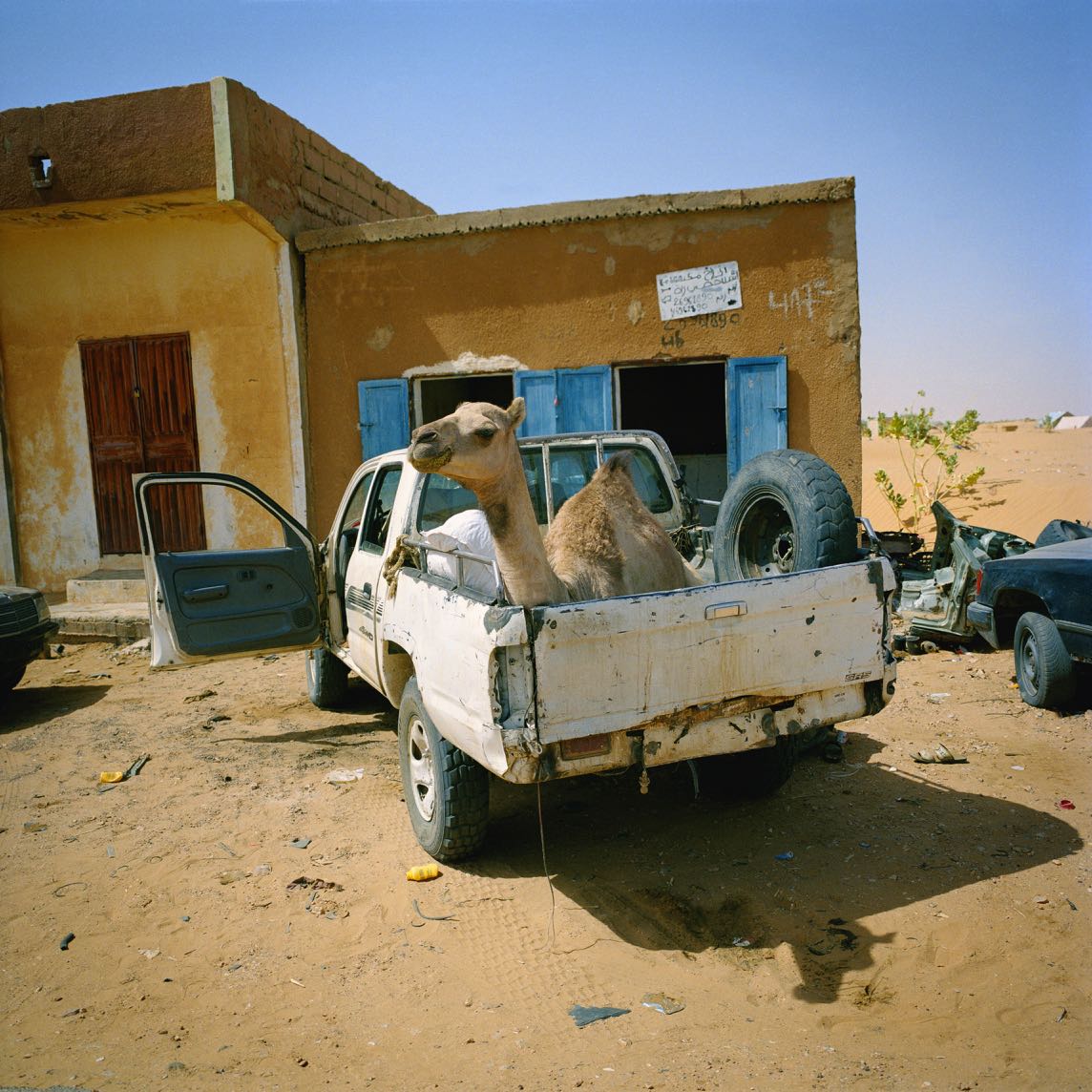 Camel - De-sharpened-EDWARD GOLDNER-Meanwhile-in-Melbourne.jpg