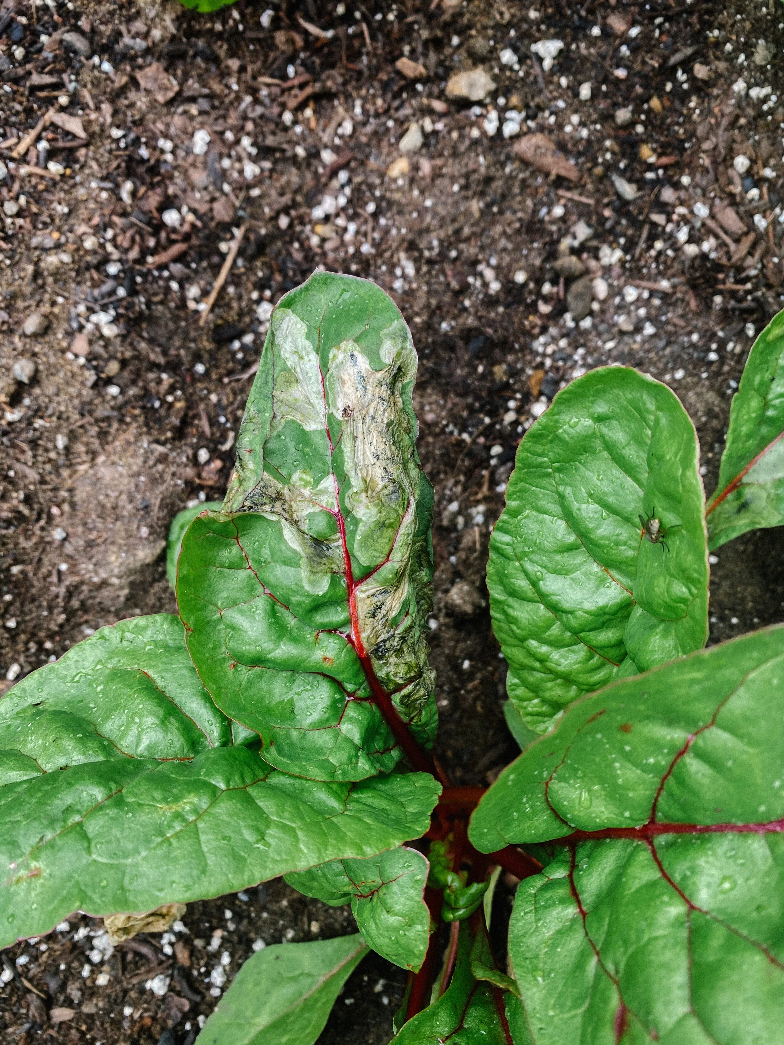 How To Deal With Leaf Miner Flies And Grow Swiss Chard Edwin Zee