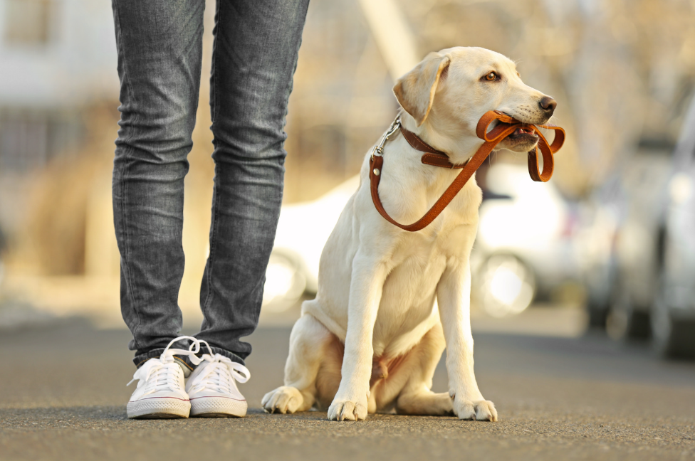 Court Support Dogs