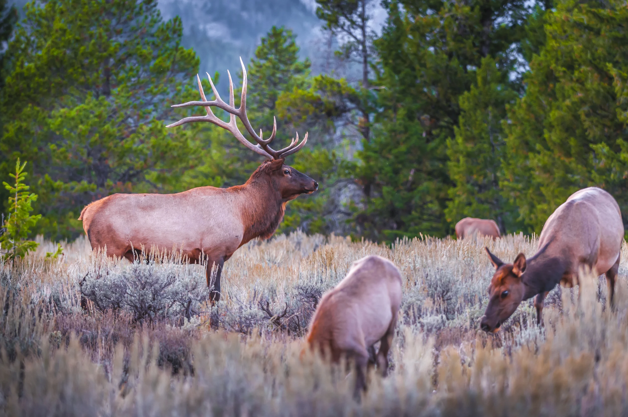 Jackson Hole Wildlife Tours.jpg