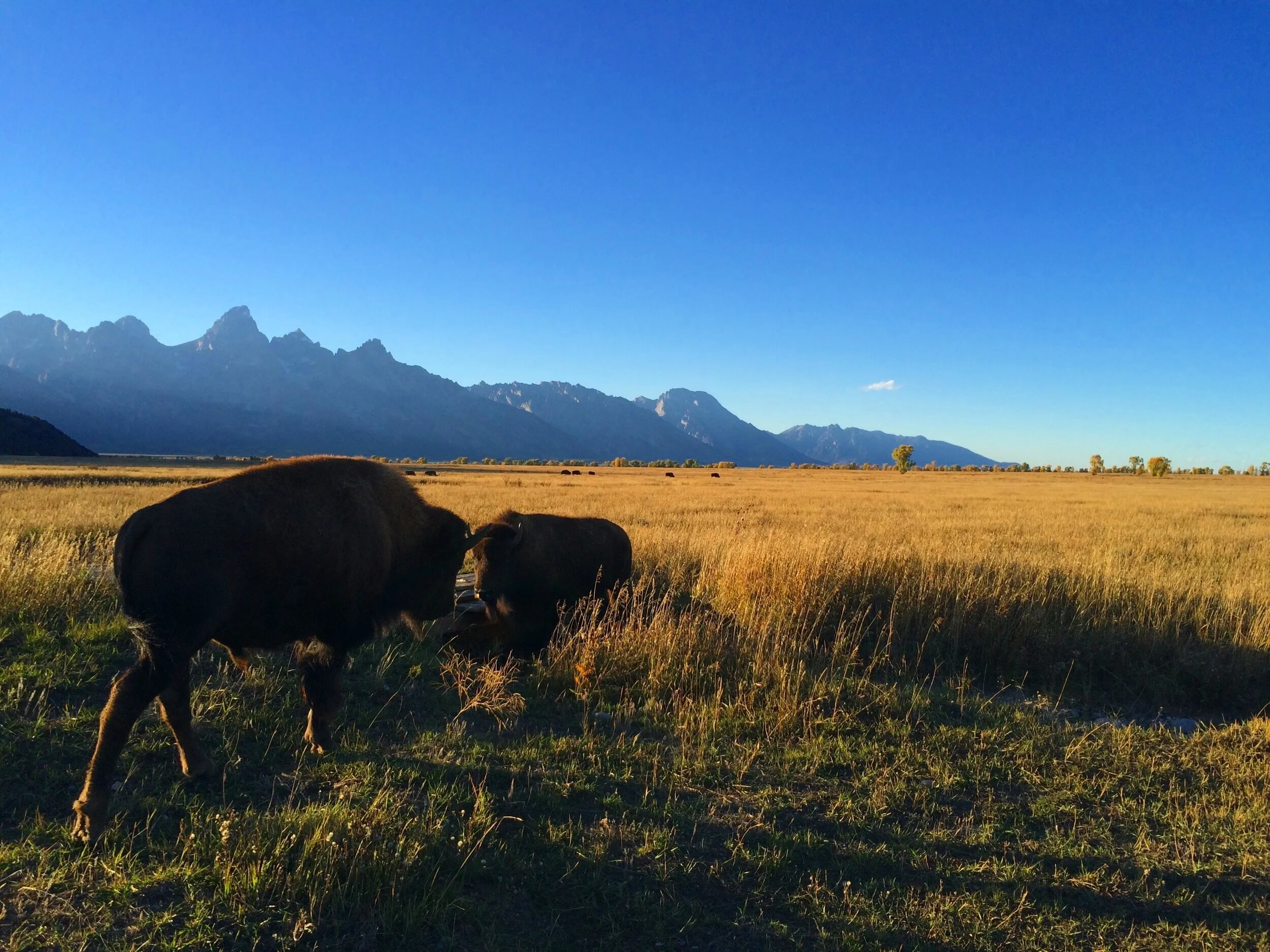 private-yellowstone-tour-experience.jpg
