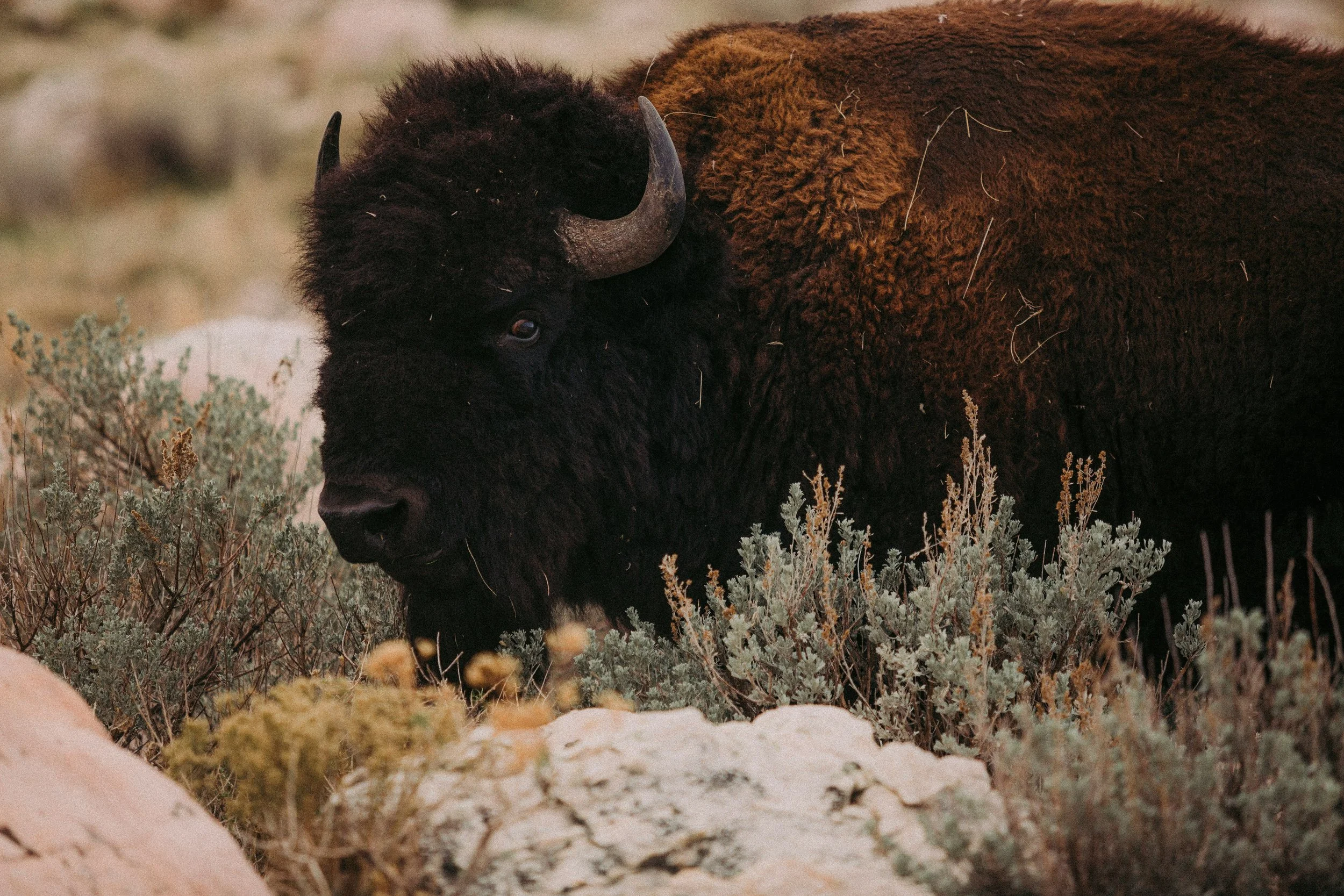 yellowstone-jackson-hole-wildlife-tour-private.jpg