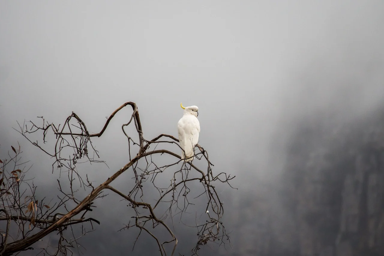 cockatoo-s-X2.jpg