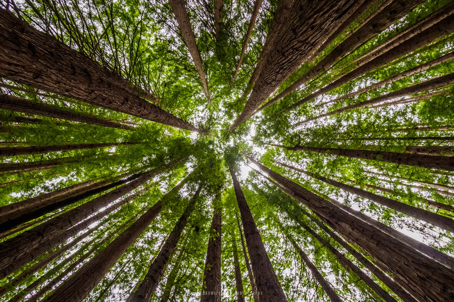 Looking Up, Californian Redwoods in Beech Forest