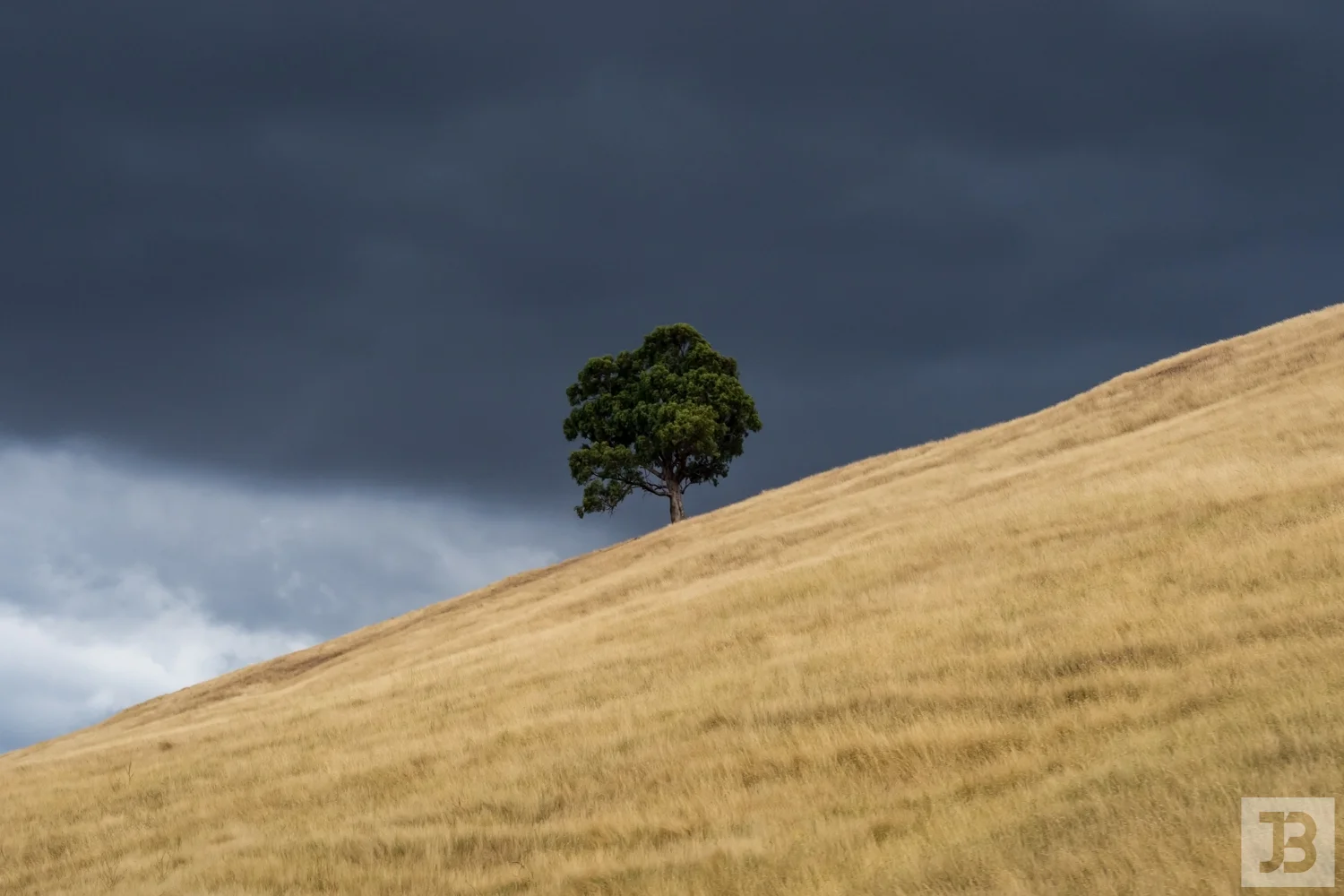 Tree on a Hill