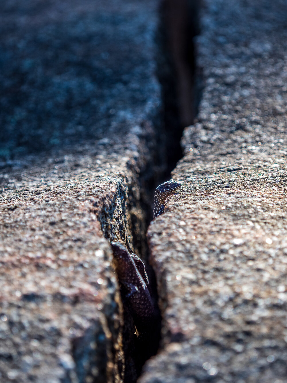  Lizards peaking through a crack in the rocks 