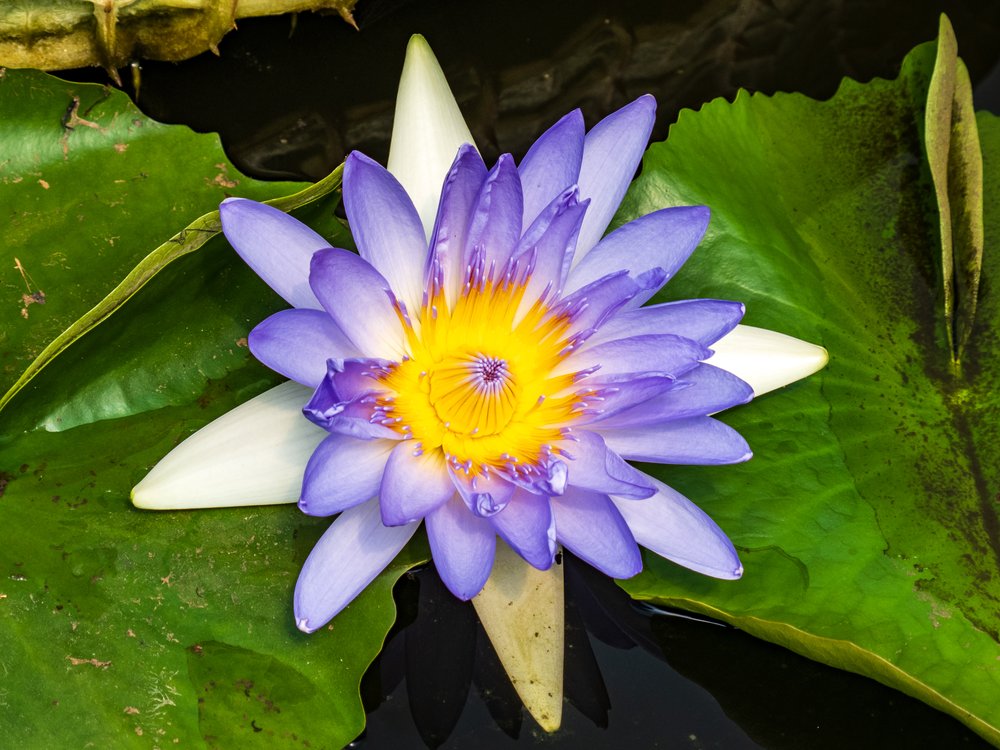 blue-lotus-65.jpg